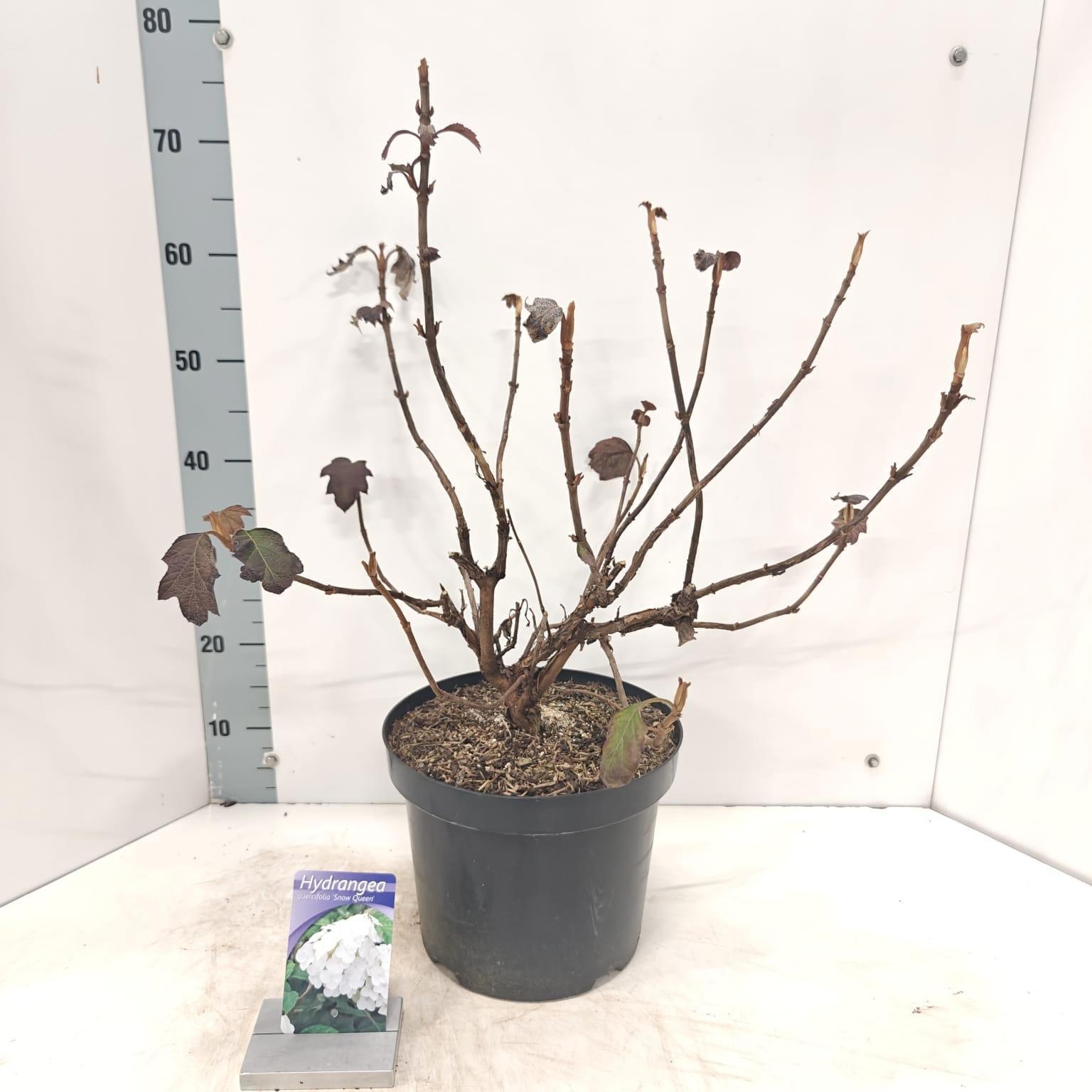 Hydrangea quercifolia 'Snow Queen', D 26