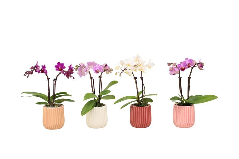 Ruby p06 mix Phal Tiny Dolls mix 2T10+ Aqu@, D 6