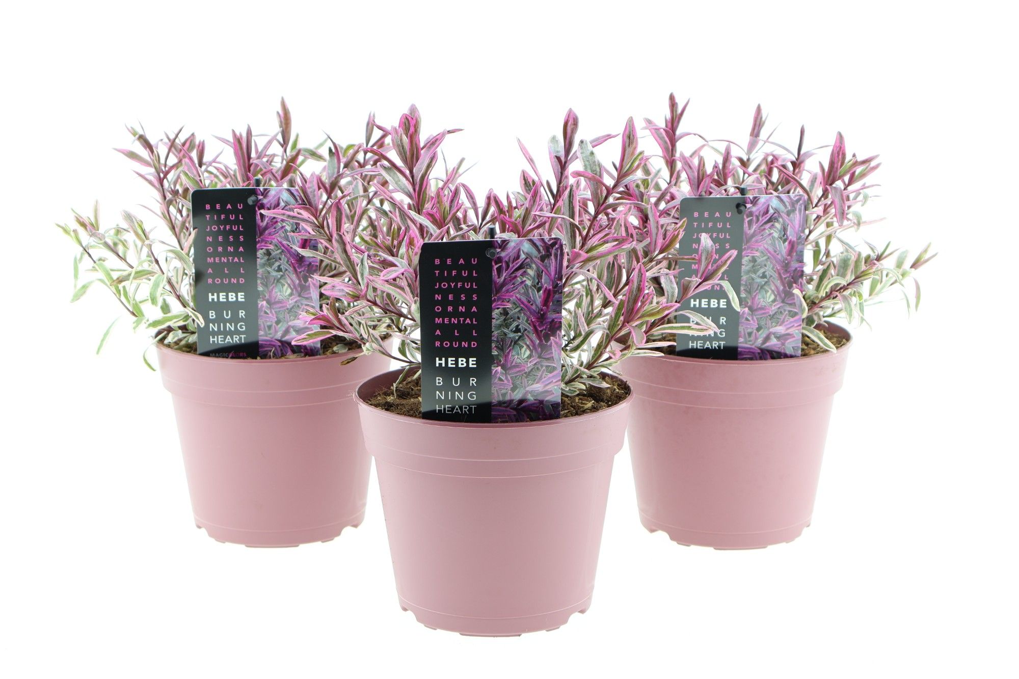 Hebe Burning Heart, D 17