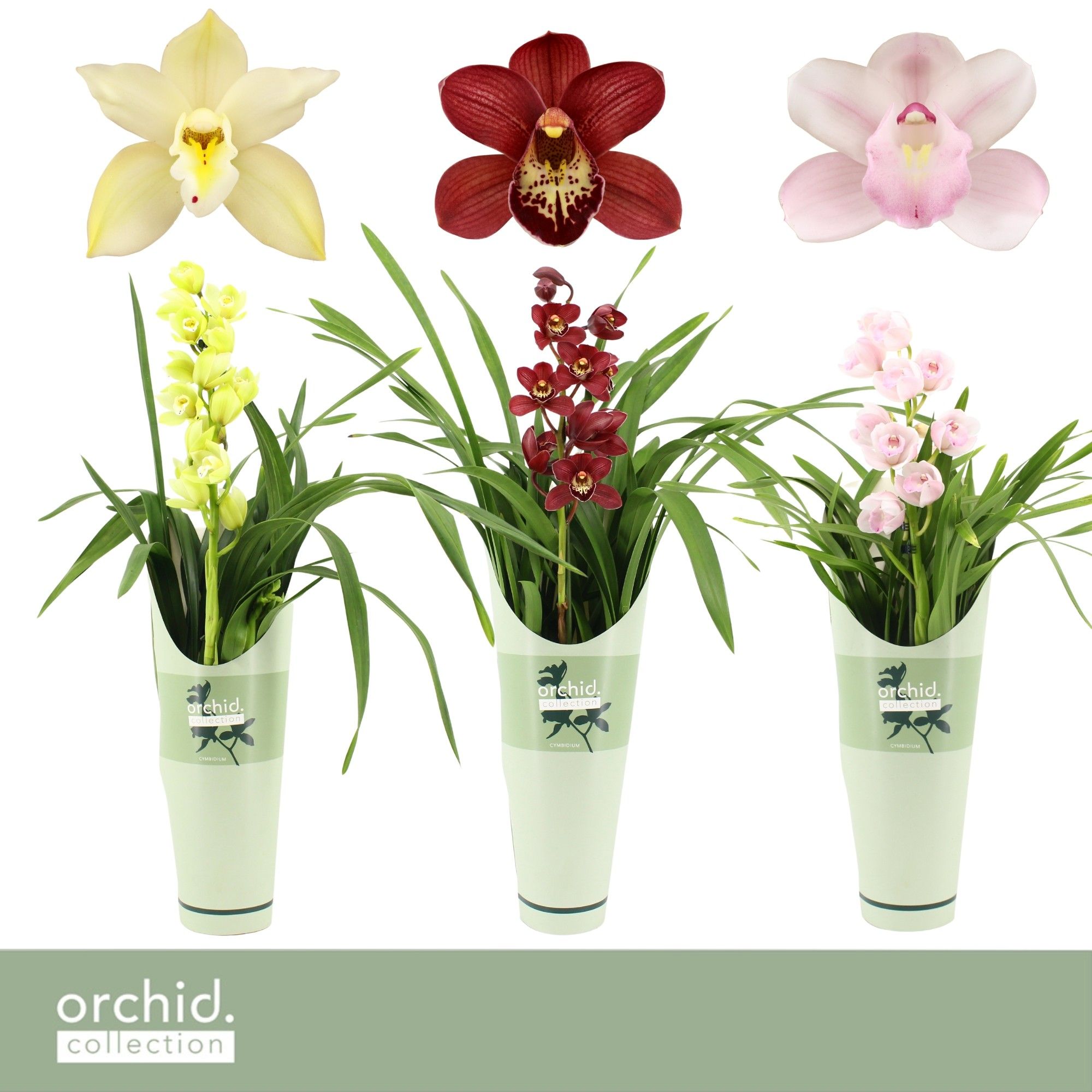 Cymbidium, Mix 1-spike P14 'Orchid Collection' Potcover, D 14