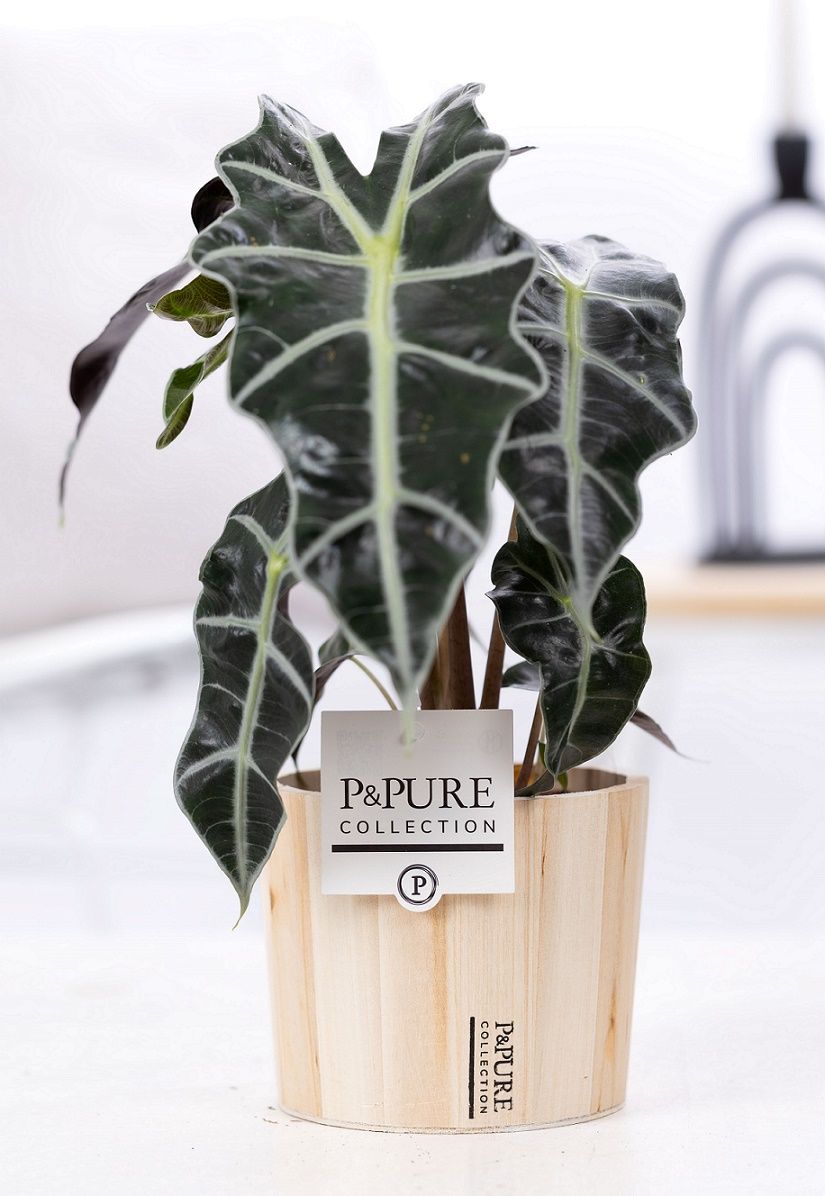 Alocasia Polly in P&PURE Wood 5, D 12