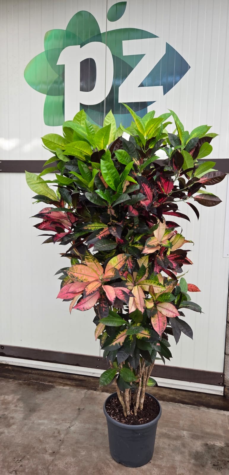 Croton Iceton pot 36 vertakt, D 36