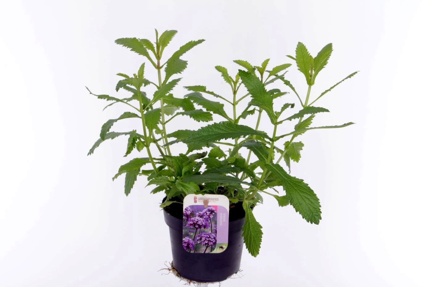 Verbena bonariensis Violet Blue, D 13