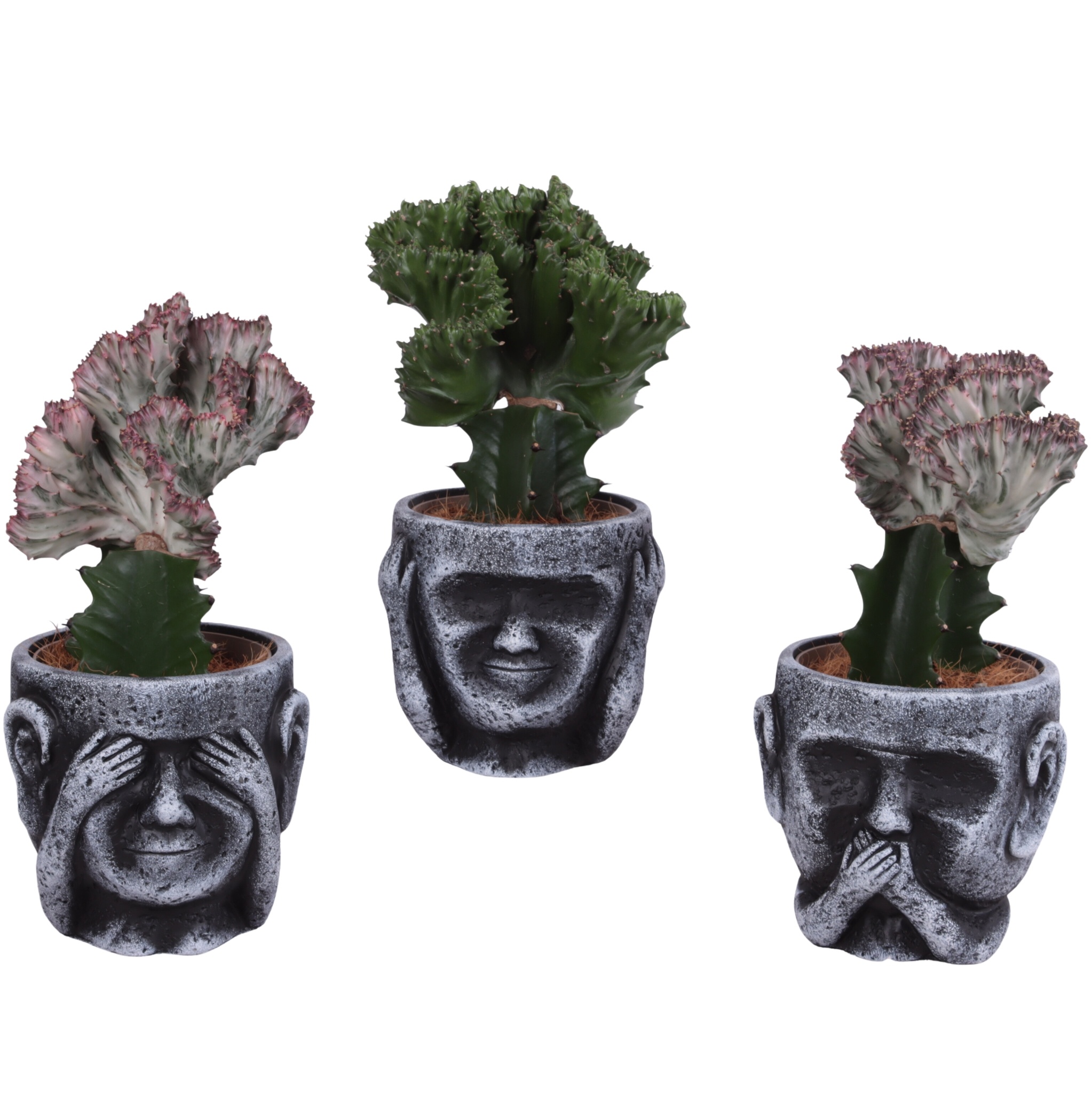 Cactus mix Euphorbia l. Ø12cm in Ceramic pot Ø15cm, D 15