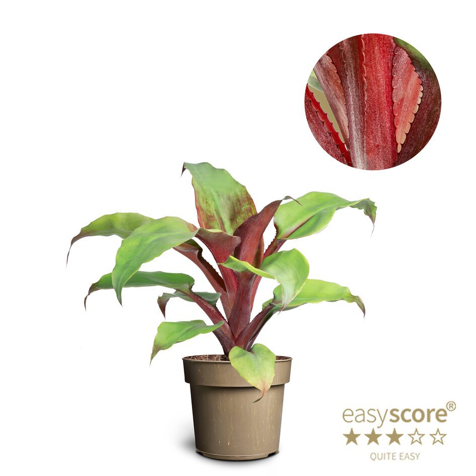 AECHMEA TAYOENSIS, D 17