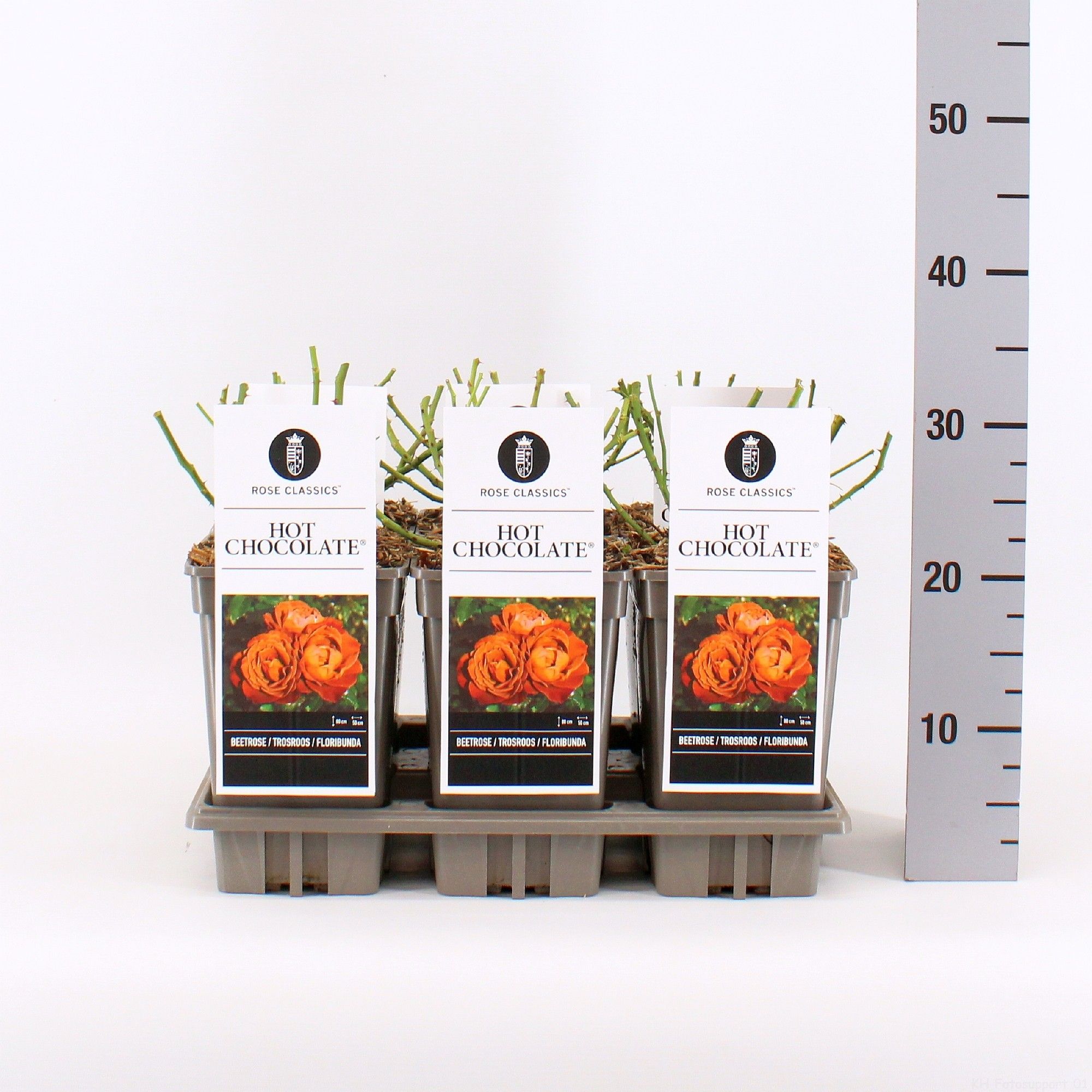 Rosa (F) Hot Chocolate ®, C3, D 17