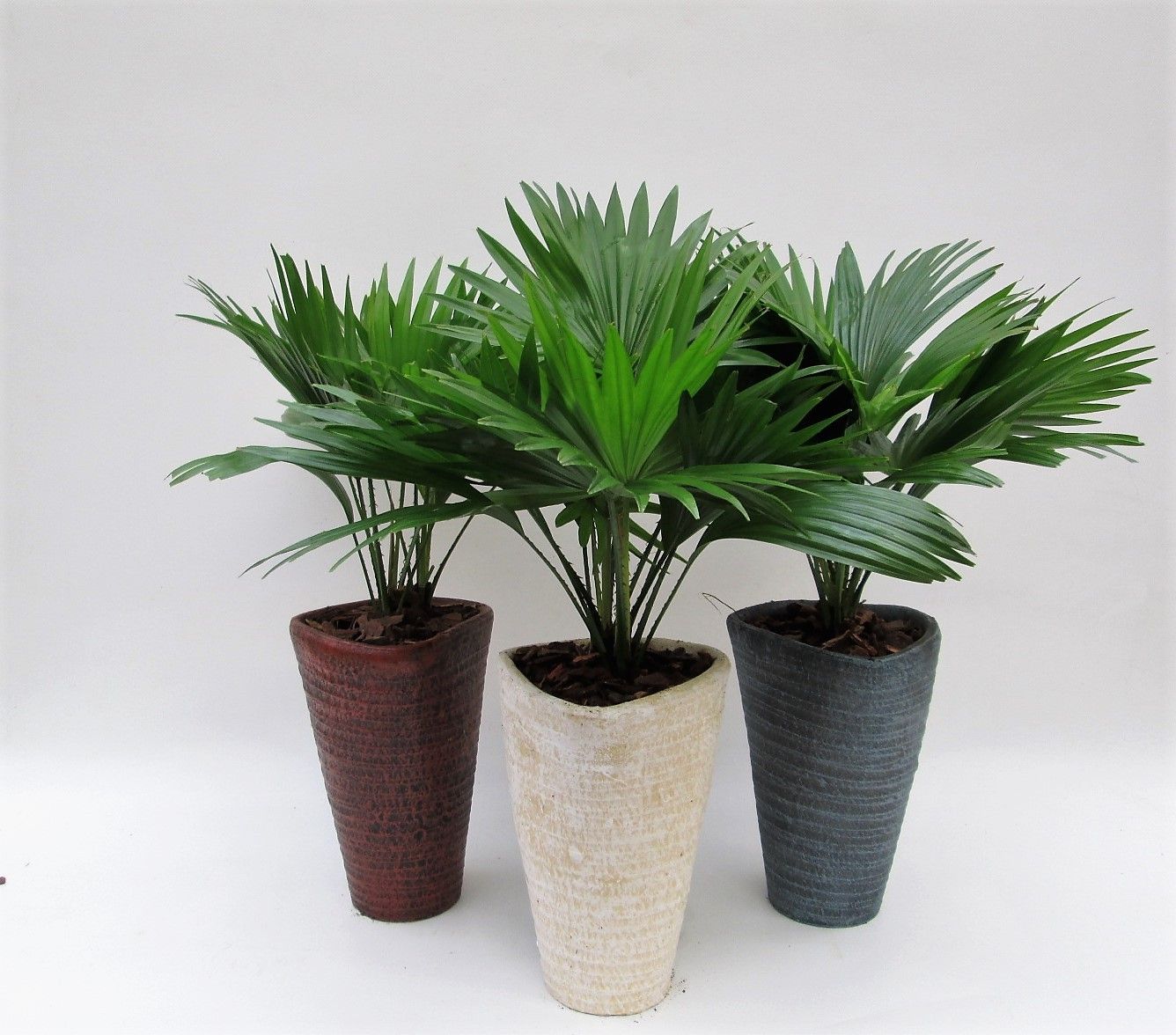 Livistona rotundifolia in susan pot met schors, D 16