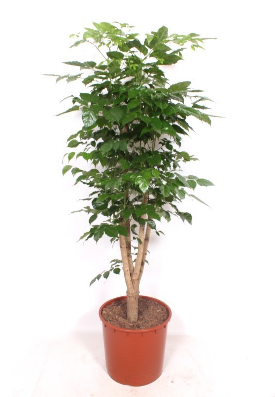 Radermachera hainanensis, D 34