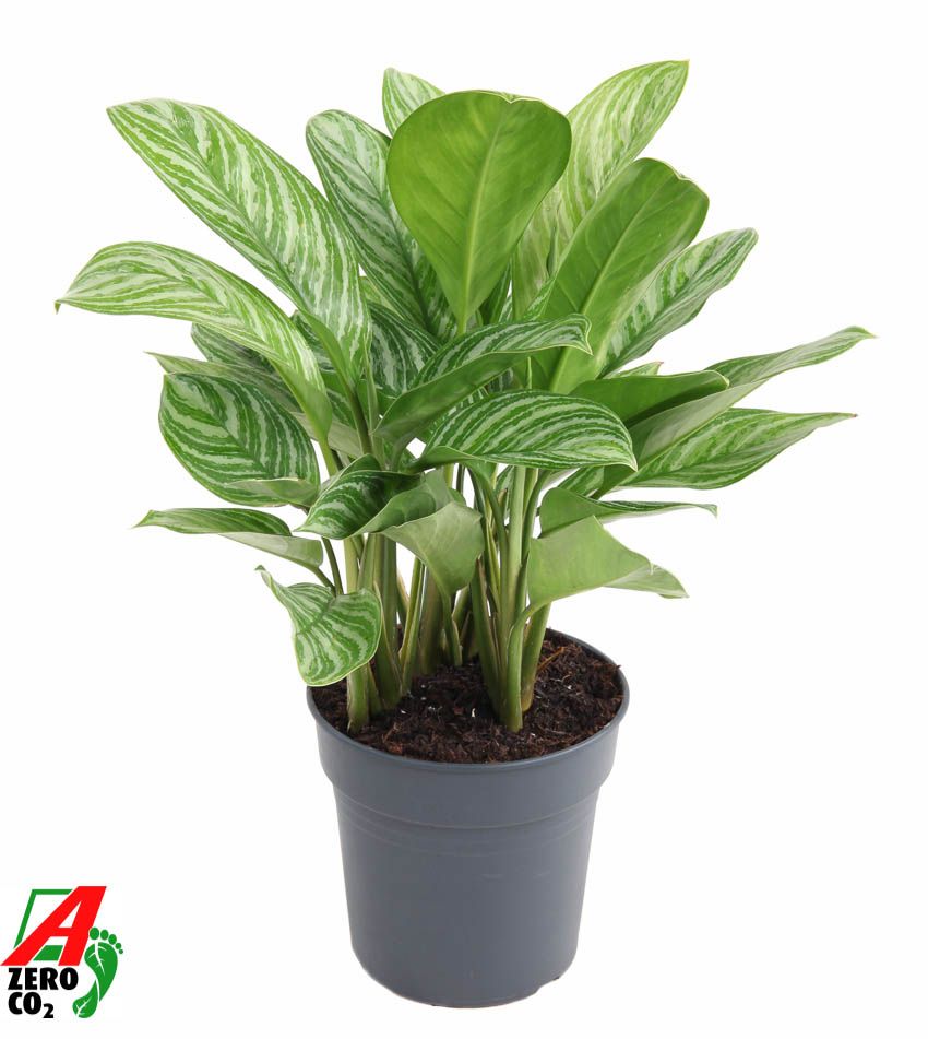 Aglaonema Stripes, D 24