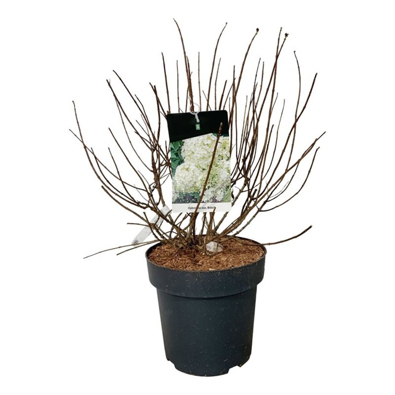 Hydrangea pan. 'Bobo', D 32