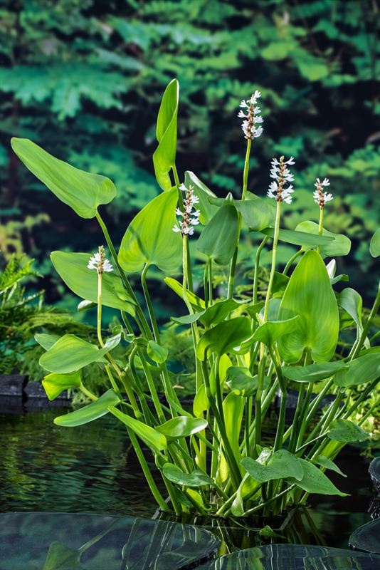 Pontederia cordata 'Alba', D 9