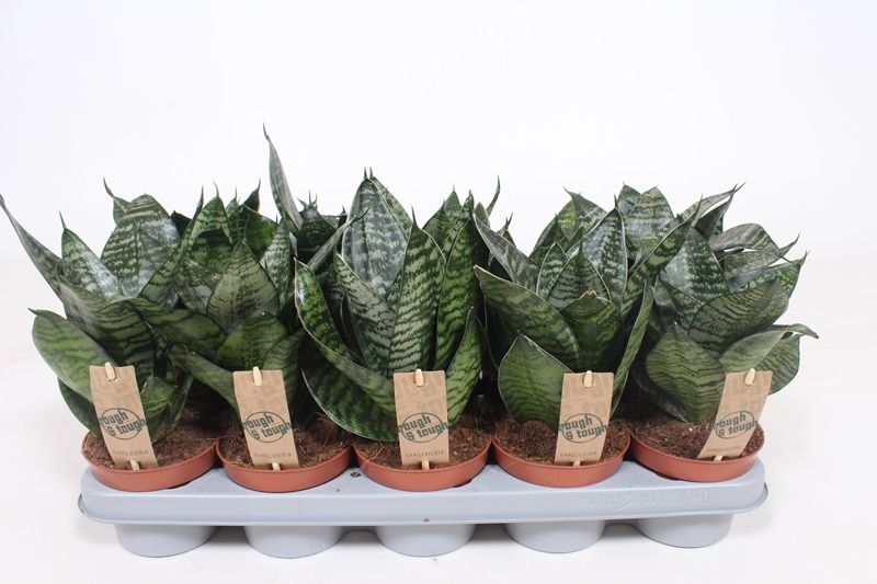Sansevieria Hahnii, D 12