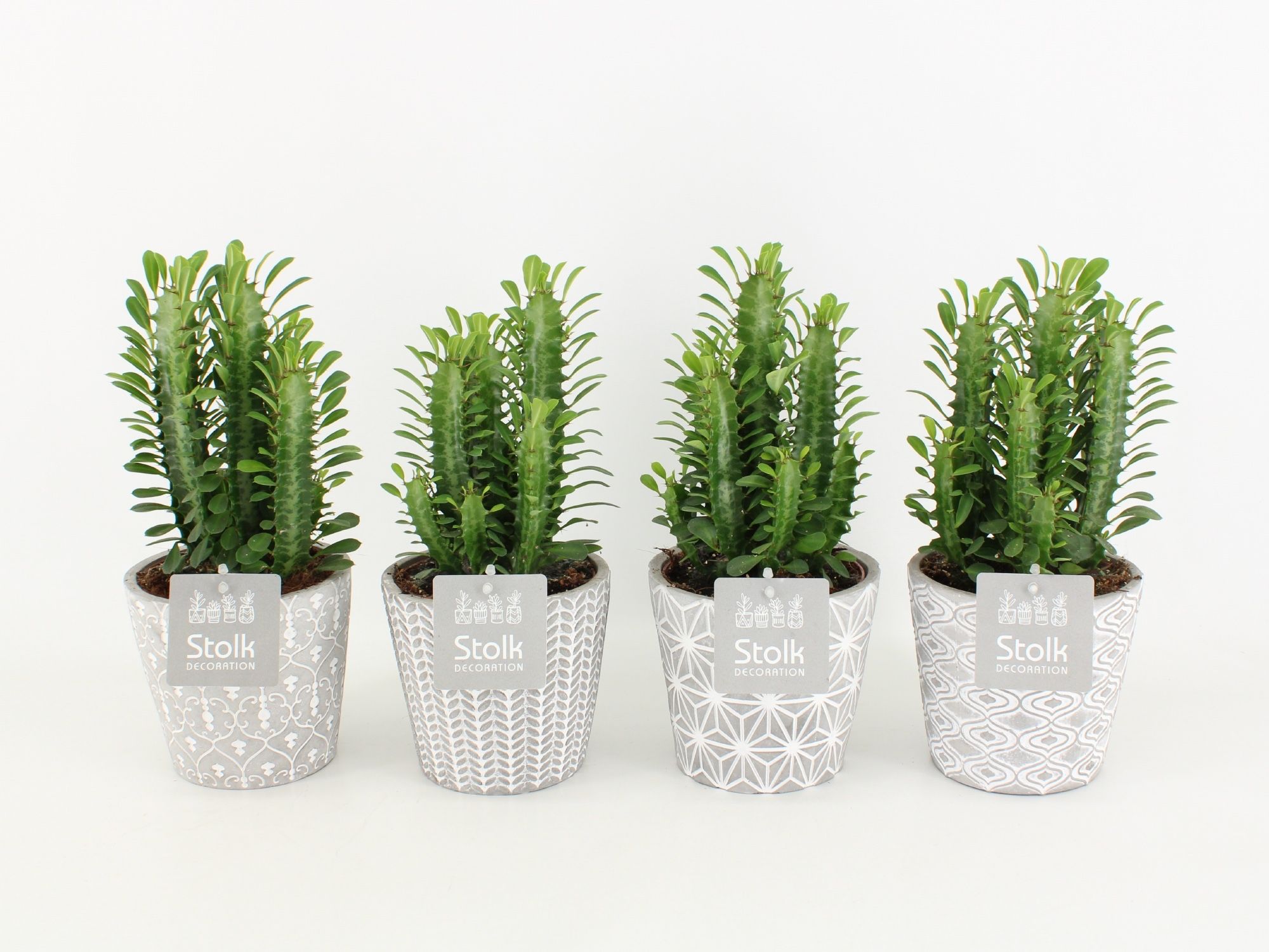 Euphorbia Trigona Groen in Star Pot, D 13