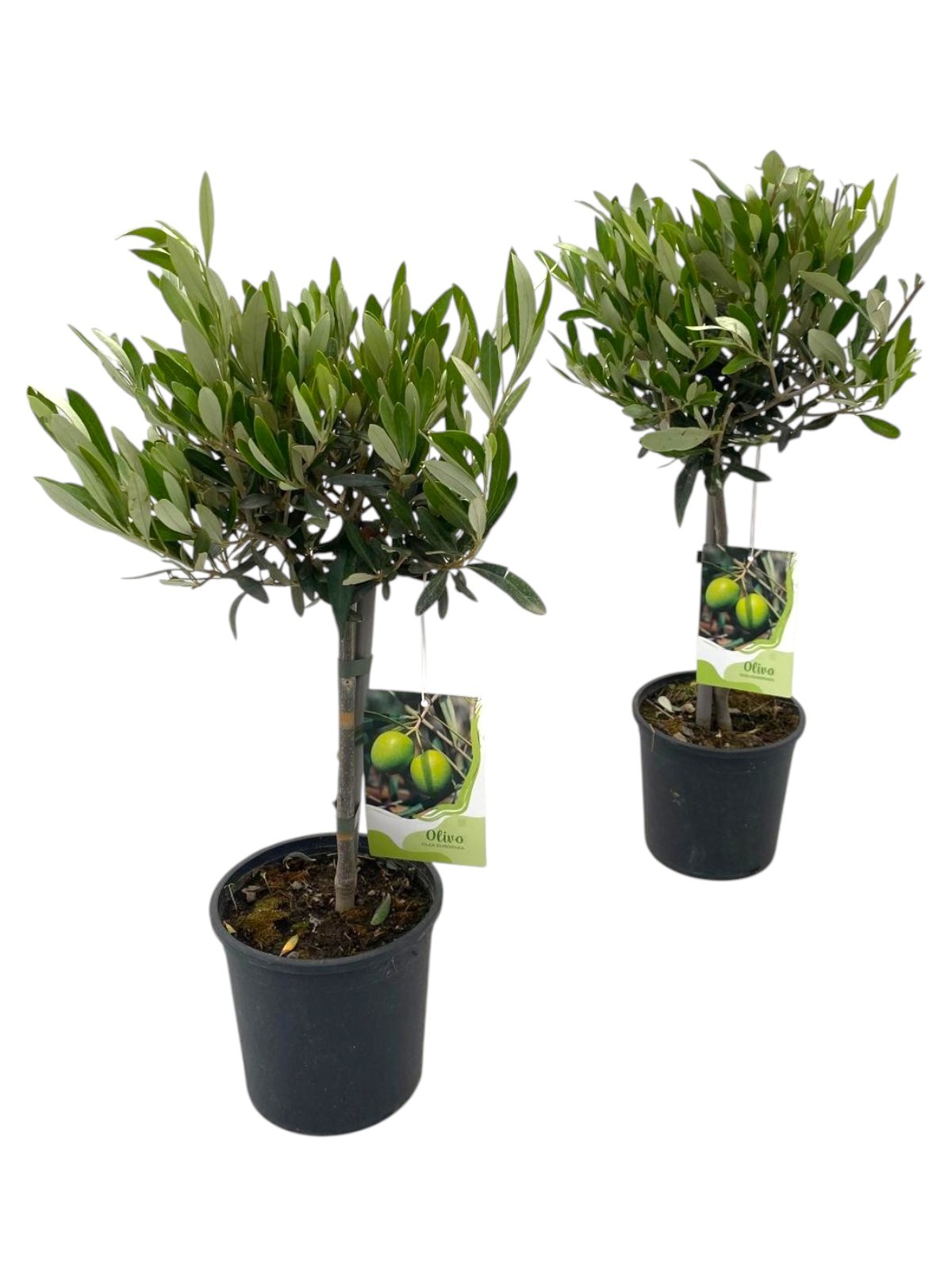 Olea europaea "op stam", D 15