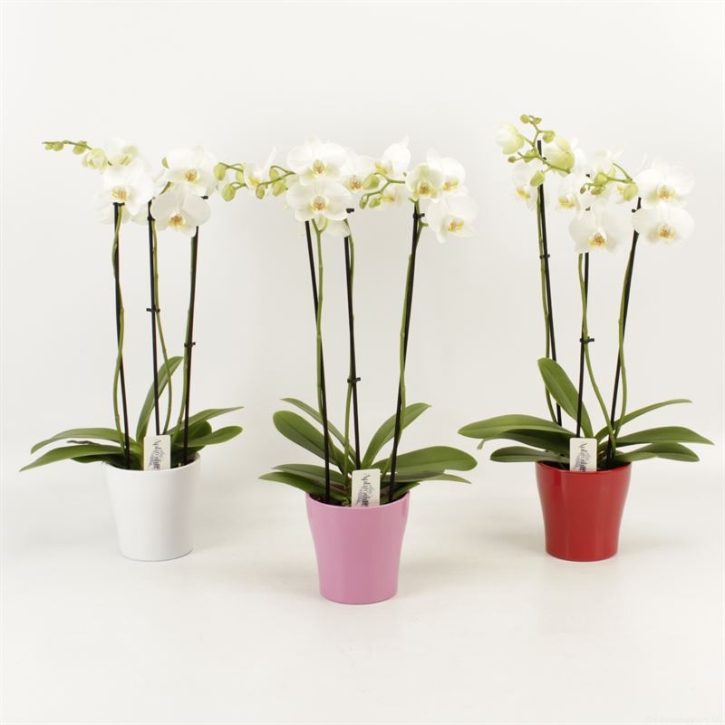 Phalaenopsis overig wit 3 tak wit in Valentijn keramiek, D 12