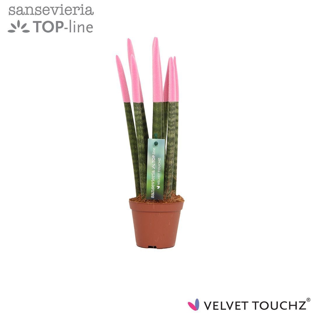 Sansevieria VELVET TOUCHZ® Pastel Roze, D 8,5