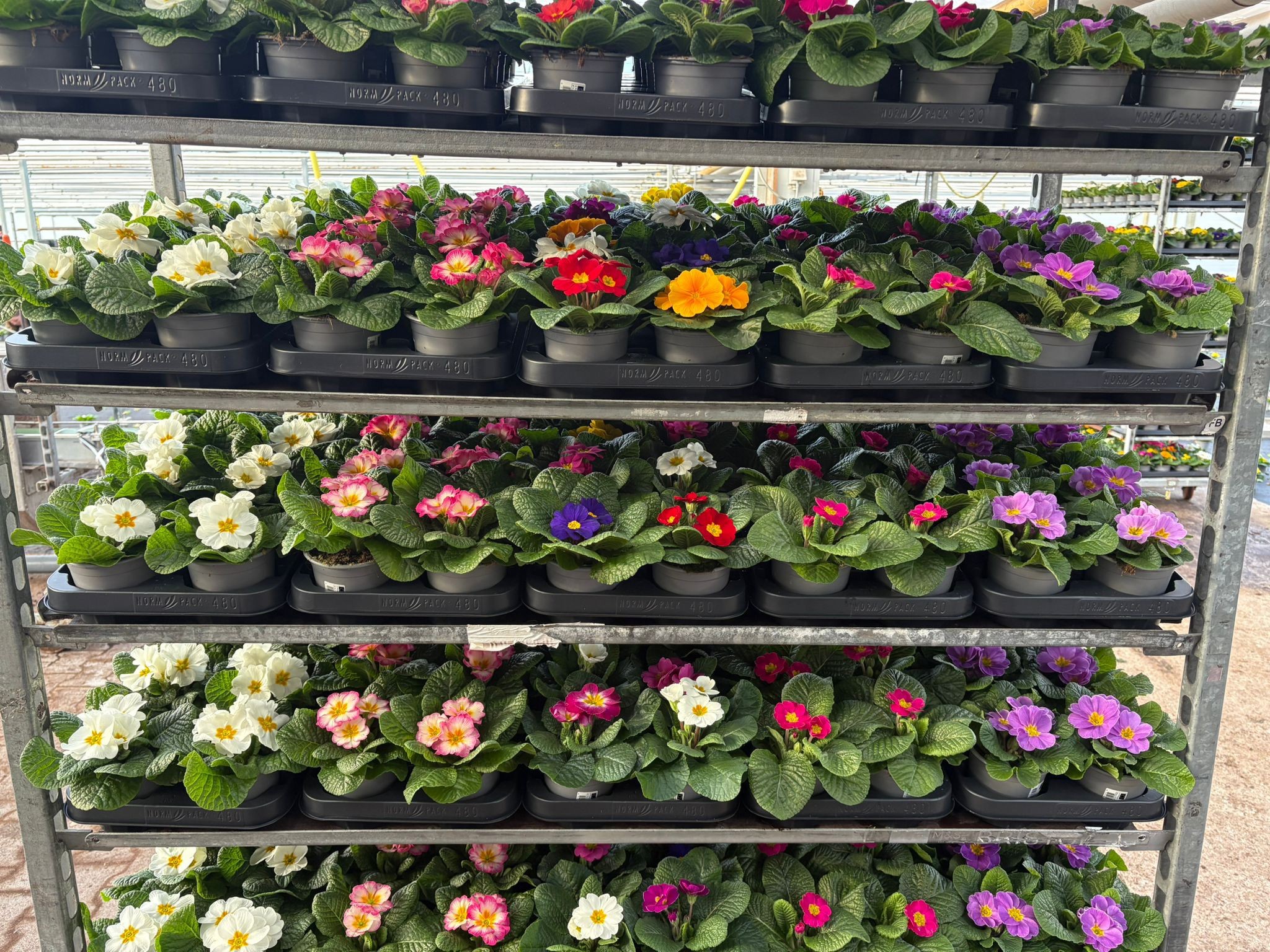 Primula mix Schap, D 10,5