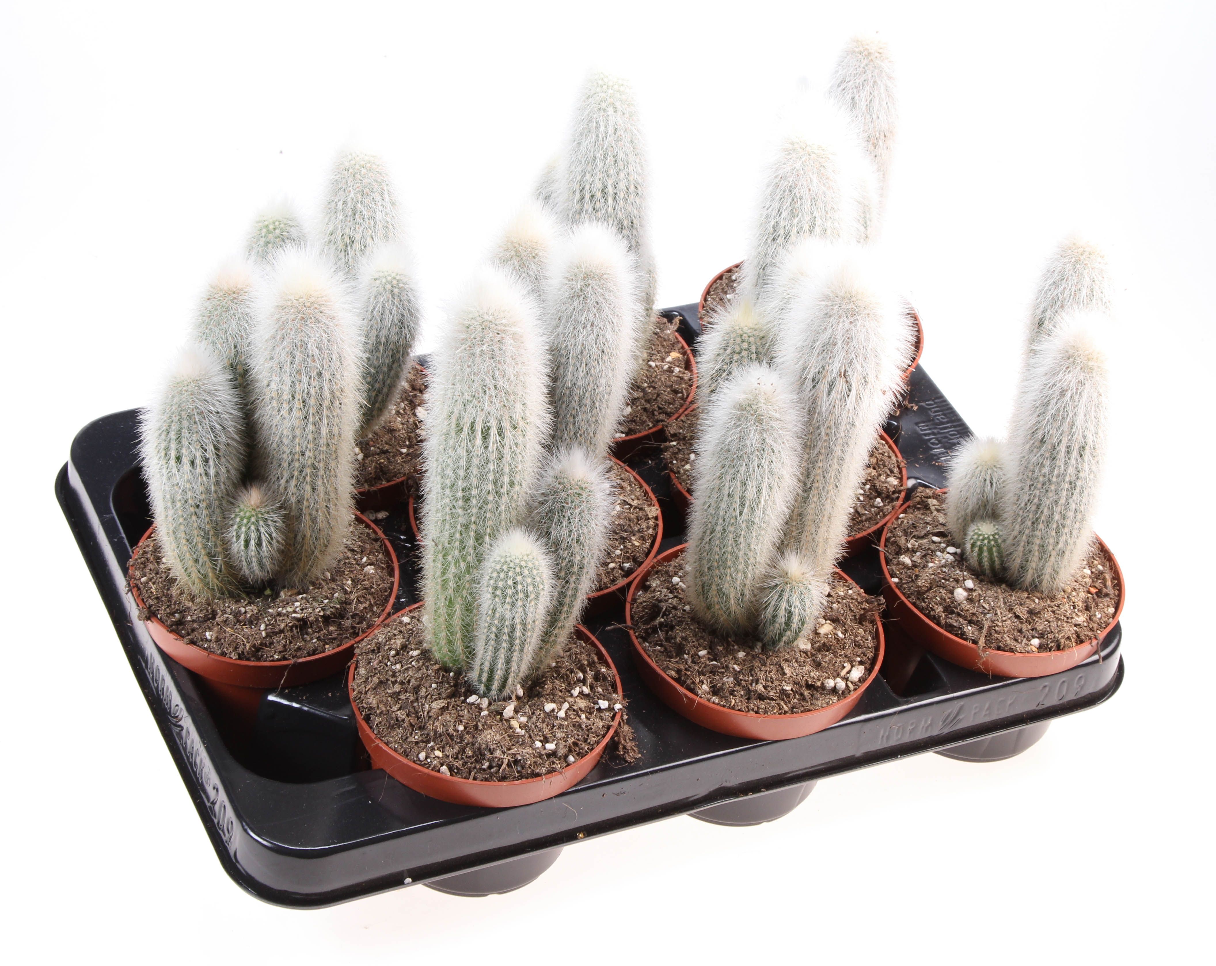 Cleistrocactus strausii, D 10,5