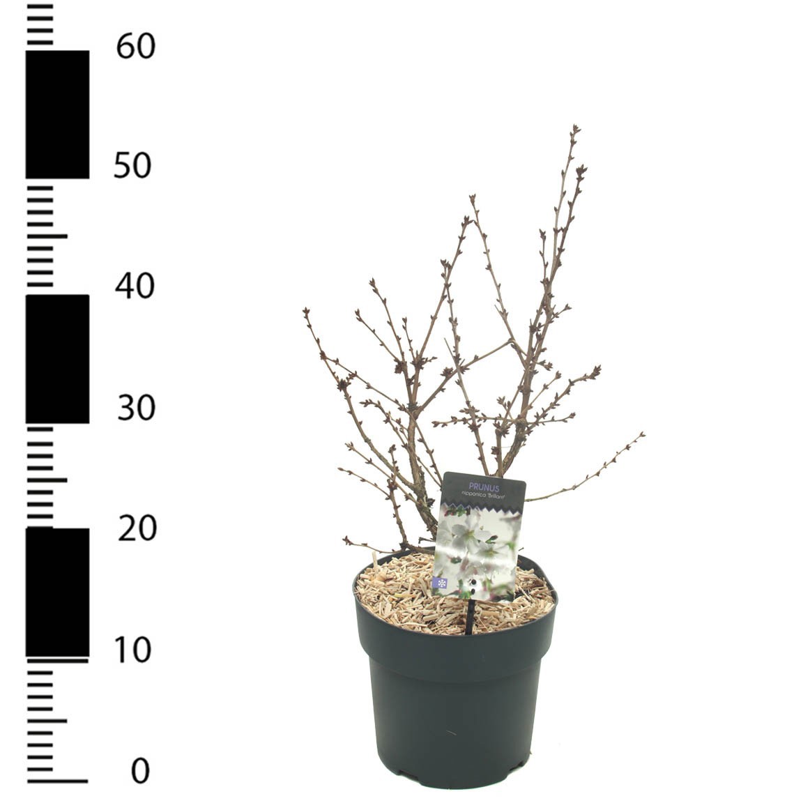 Prunus incisa 'Brillant', D 23