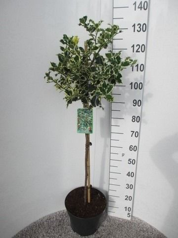 Ilex aquifolium Argentea marginata 70st. P28 25-30 kroon, D 28