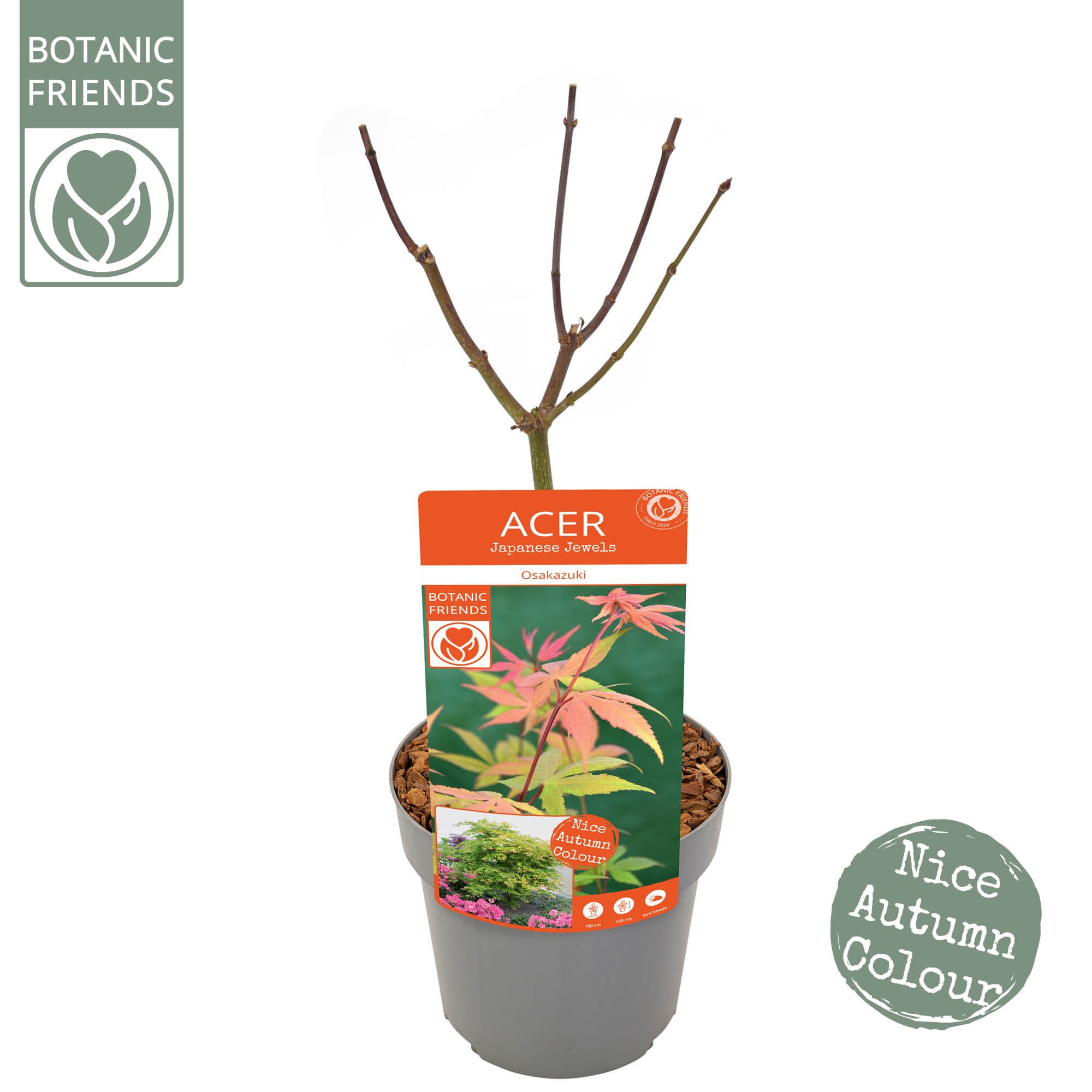 Acer palm. 'Osakazuki', D 19