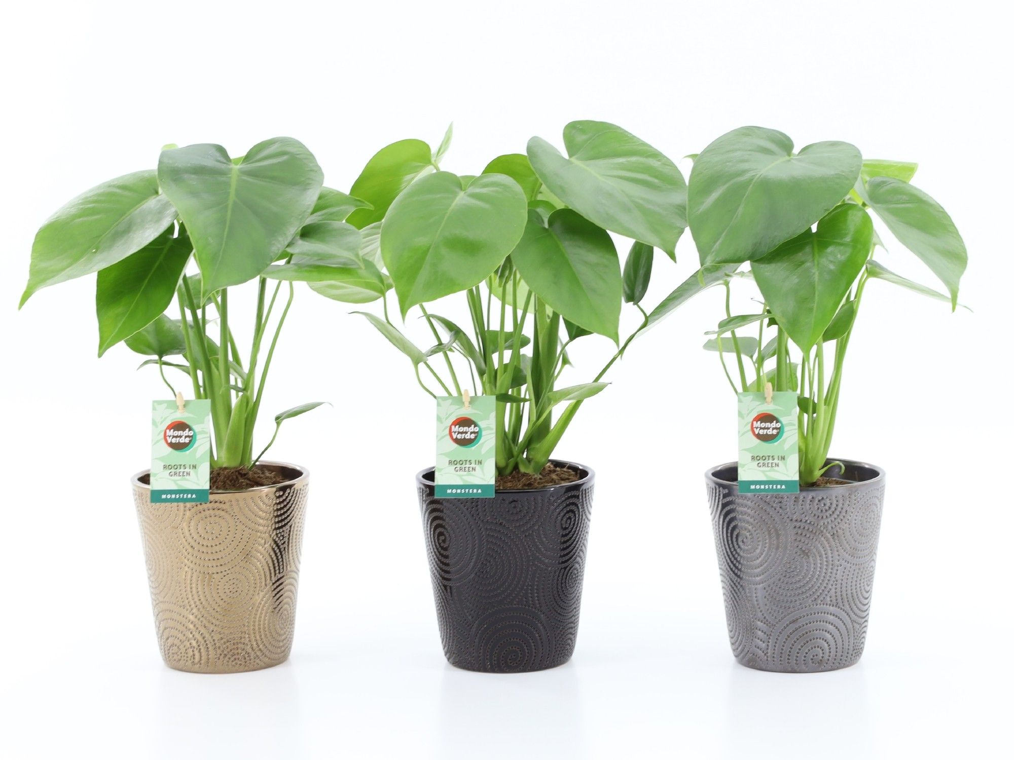 Monstera deliciosa in Infinity keramiek, D 13