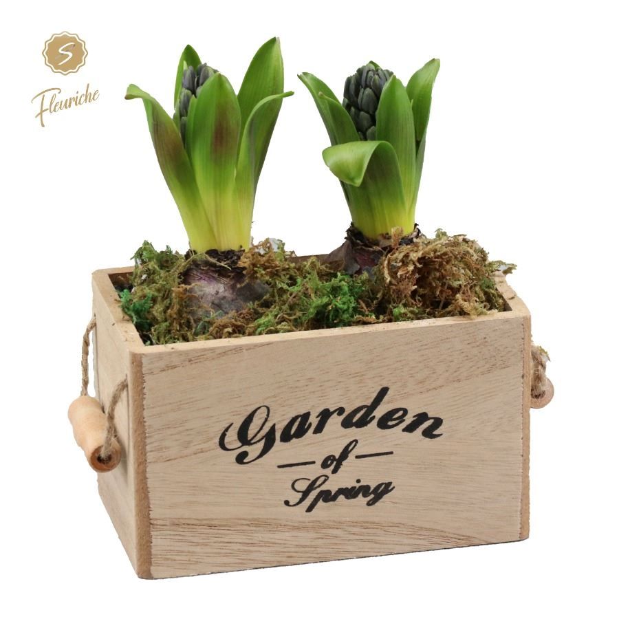 (2501) Hyacint Garden Flower 2PP Mos, D 16