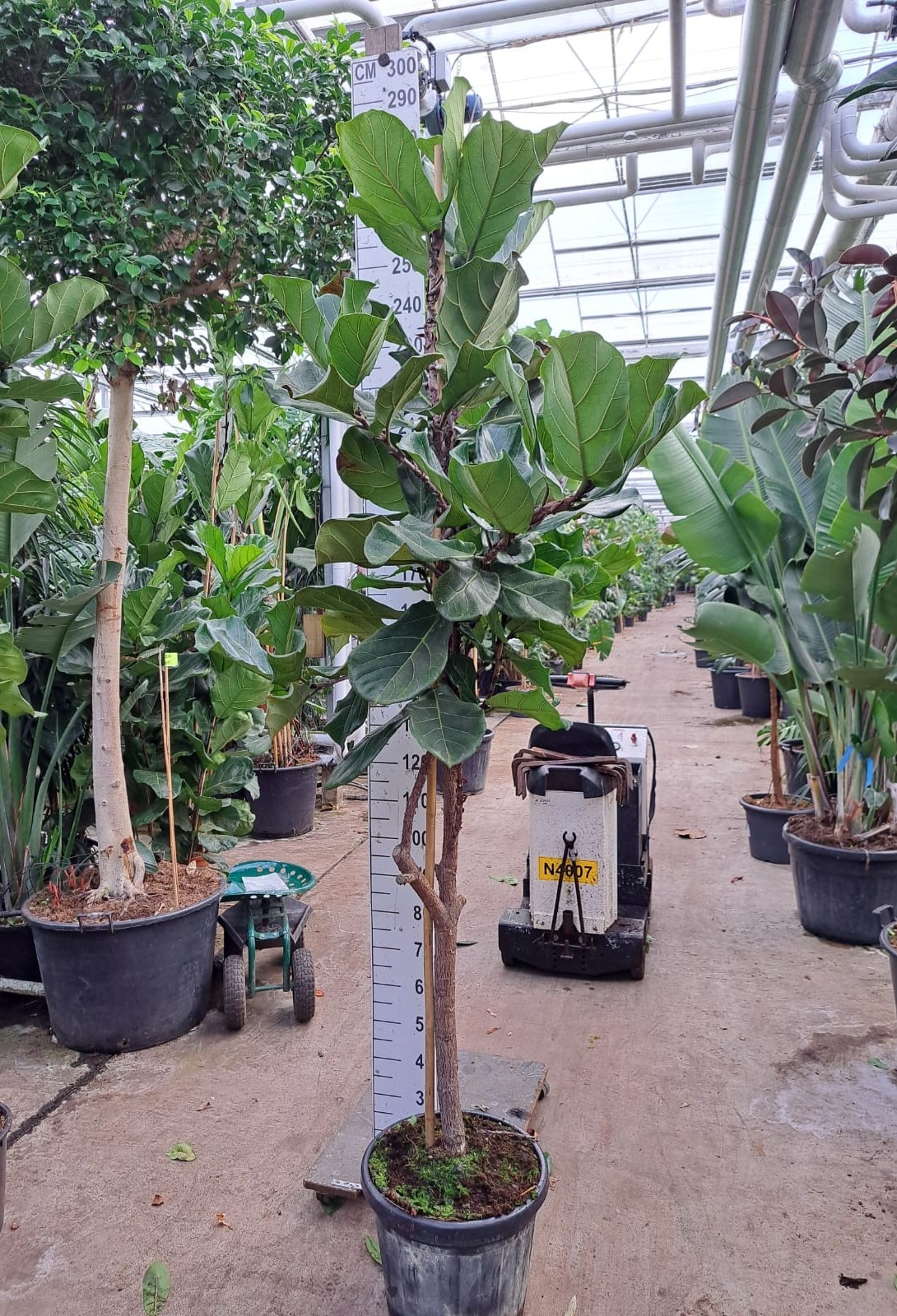 Ficus Lyrata dikke stam 260, D 45