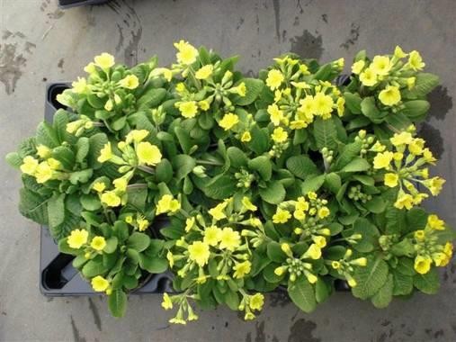 PRIMULA VERIS 'OFFICINALIS', D 11