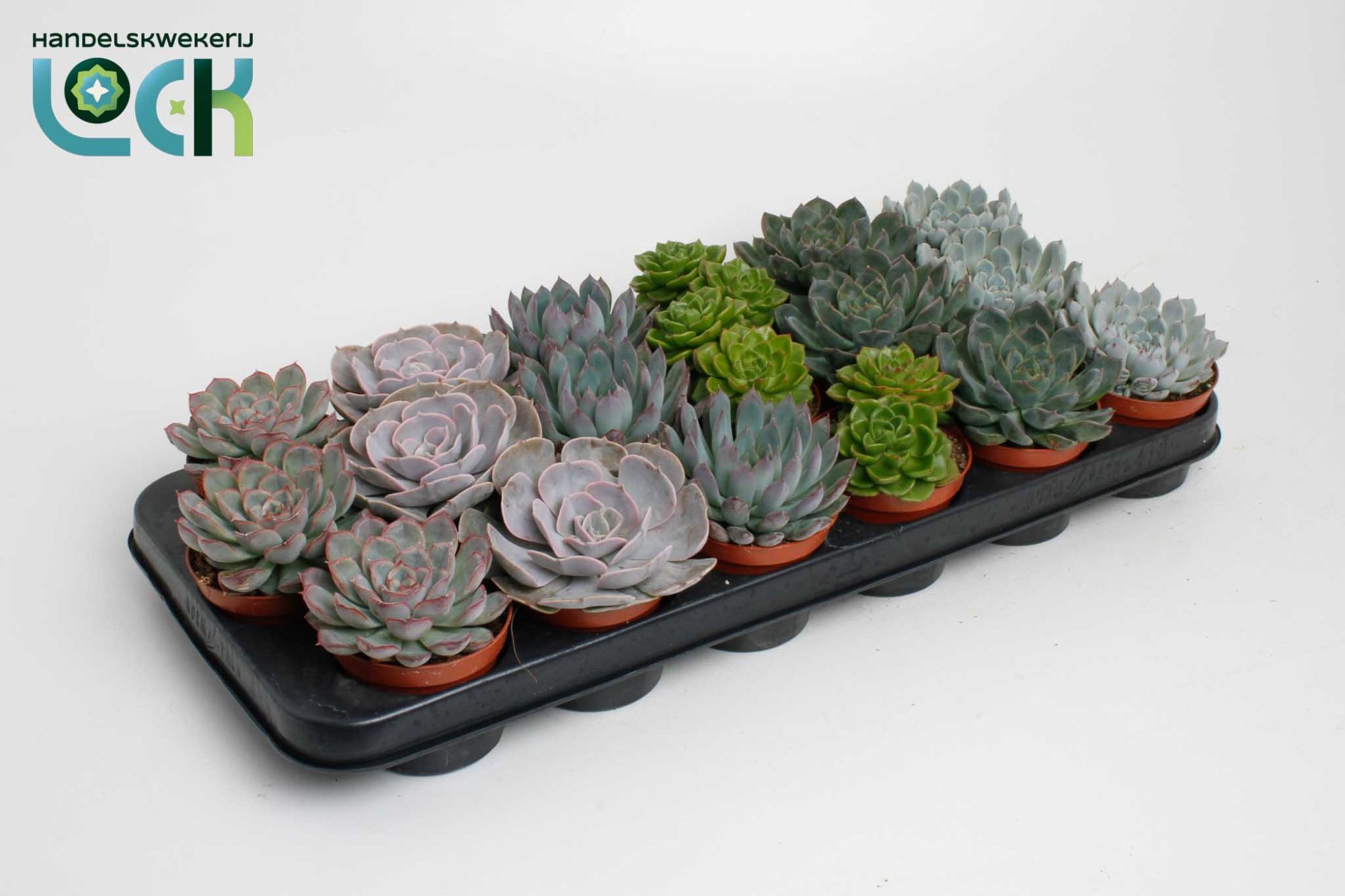 echeveria special mix, D 8,5