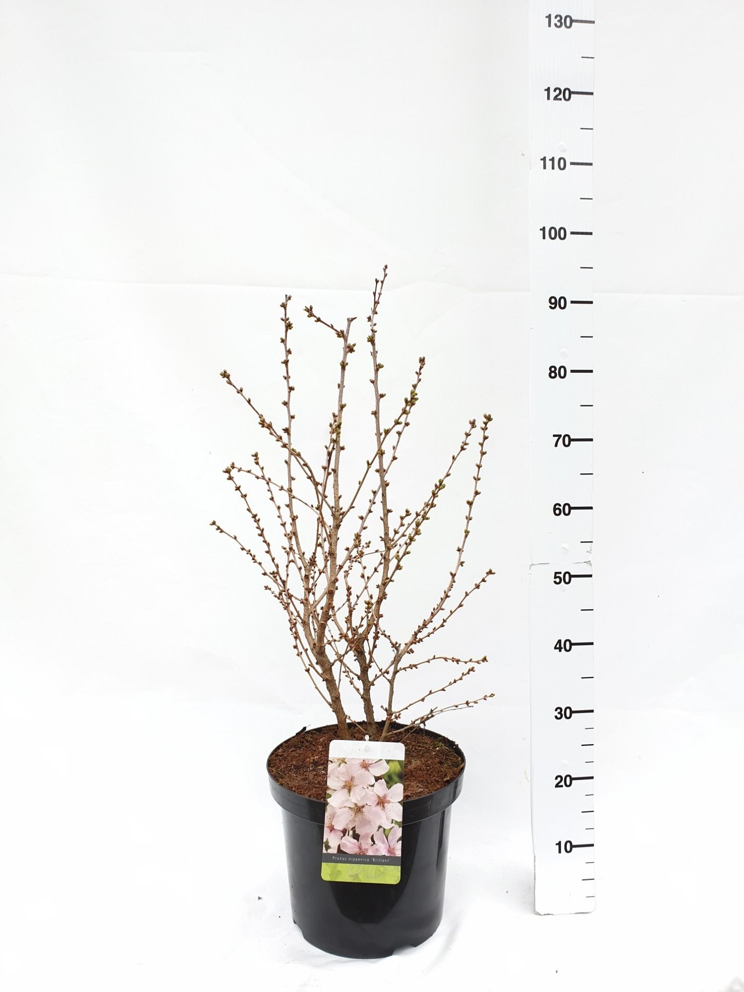 Prunus nipponica 'Brillant', D 30