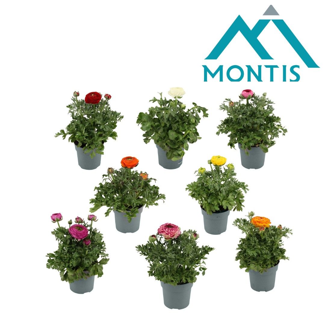 Ranunculus Sprinkles Mix Kar 10,5 cm, D 10,5