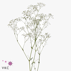 Гипсофила Экселенс 70 (бел.), шт.