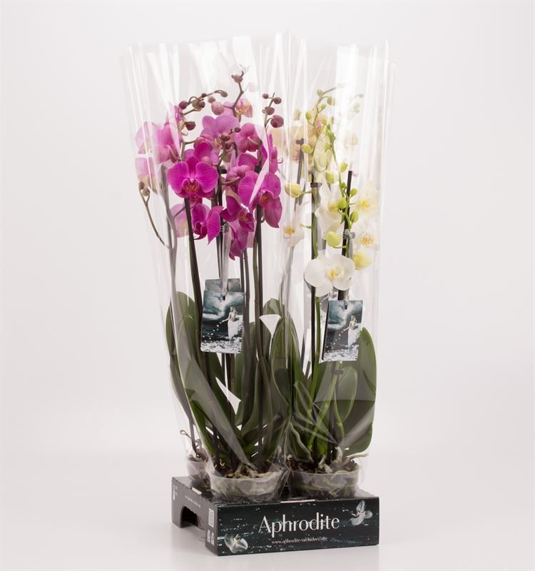 Phalaenopsis gemengd 3 tak Mix Goddess, D 12