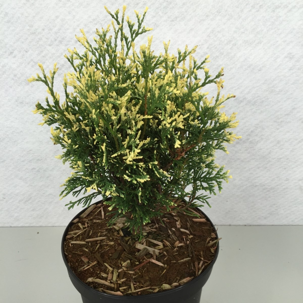 Thuja occ. 'Heartland Snow', D 19