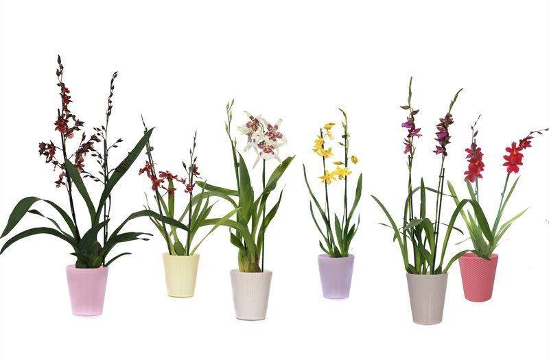 Zoe p12 dots mix Cambria mix 2T12+, D 12