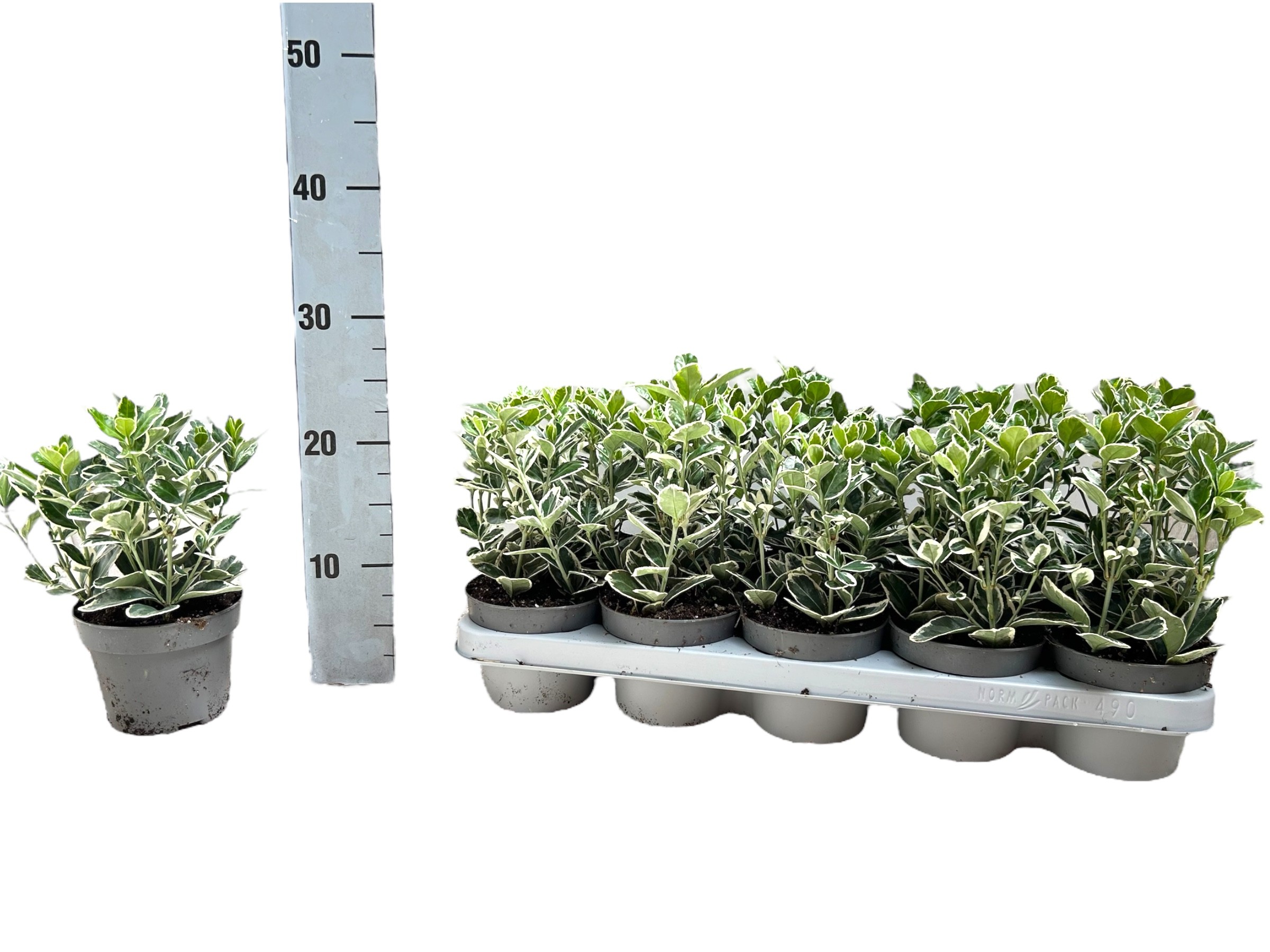 Euonymus japonicus 'Kathy' P12, D 12