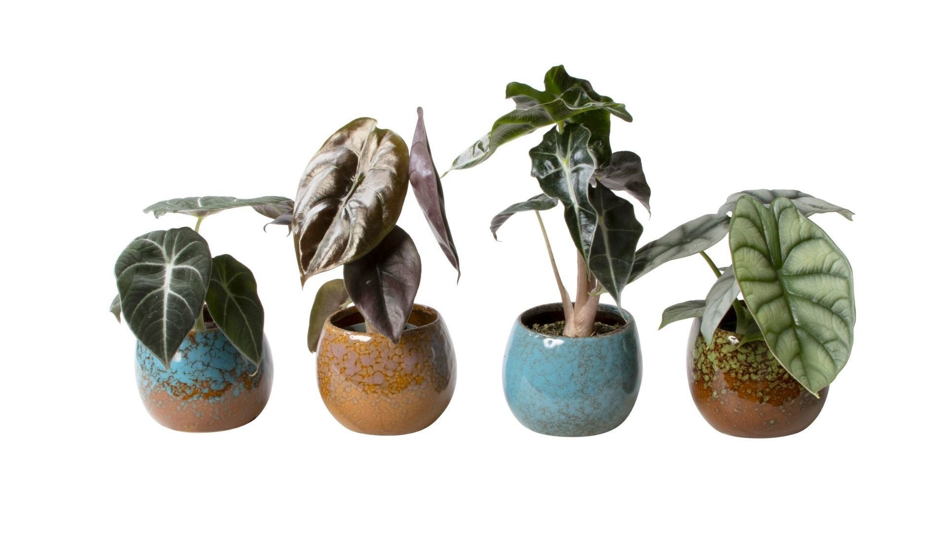 L 724 with Alocasia Mix, D 6