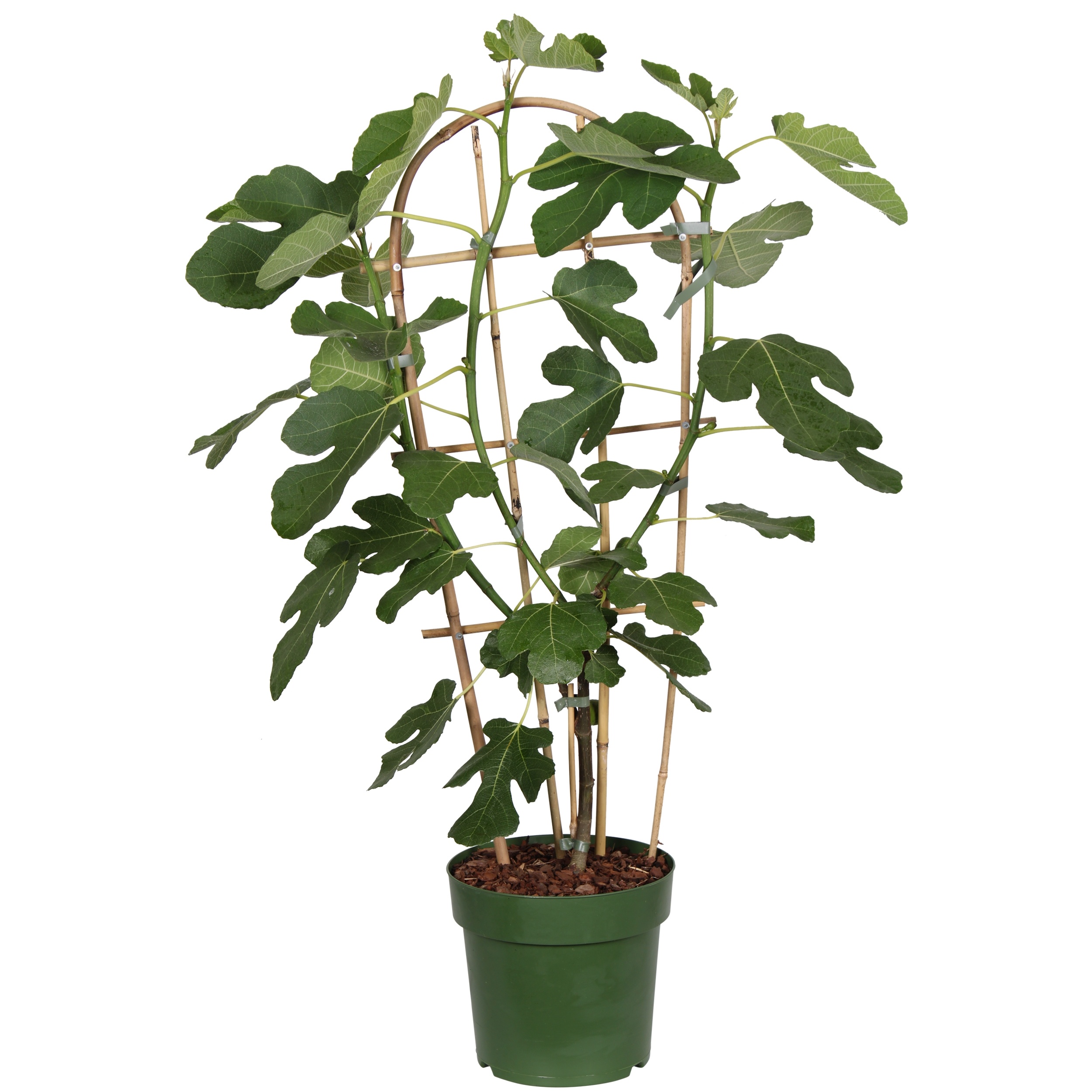 Ficus Gustissimo® Perretta® P23, D 23
