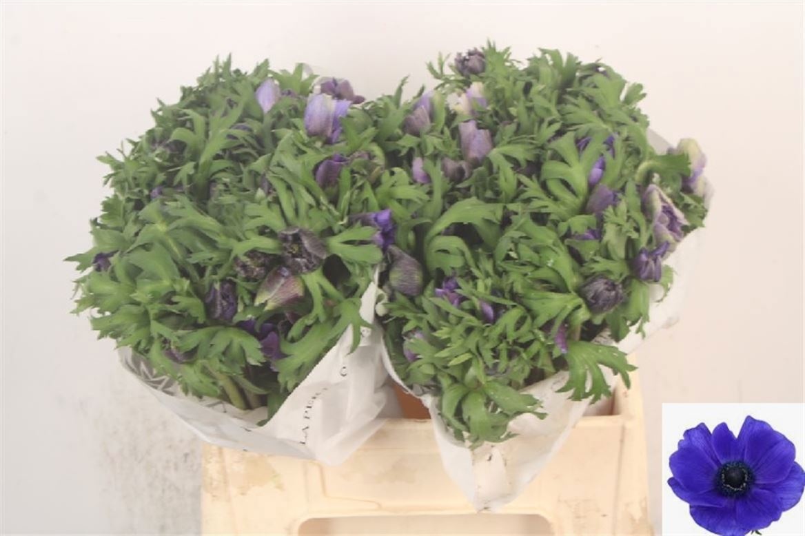 Анемон Мистраль + Дарк Блю 40 (син.), шт.