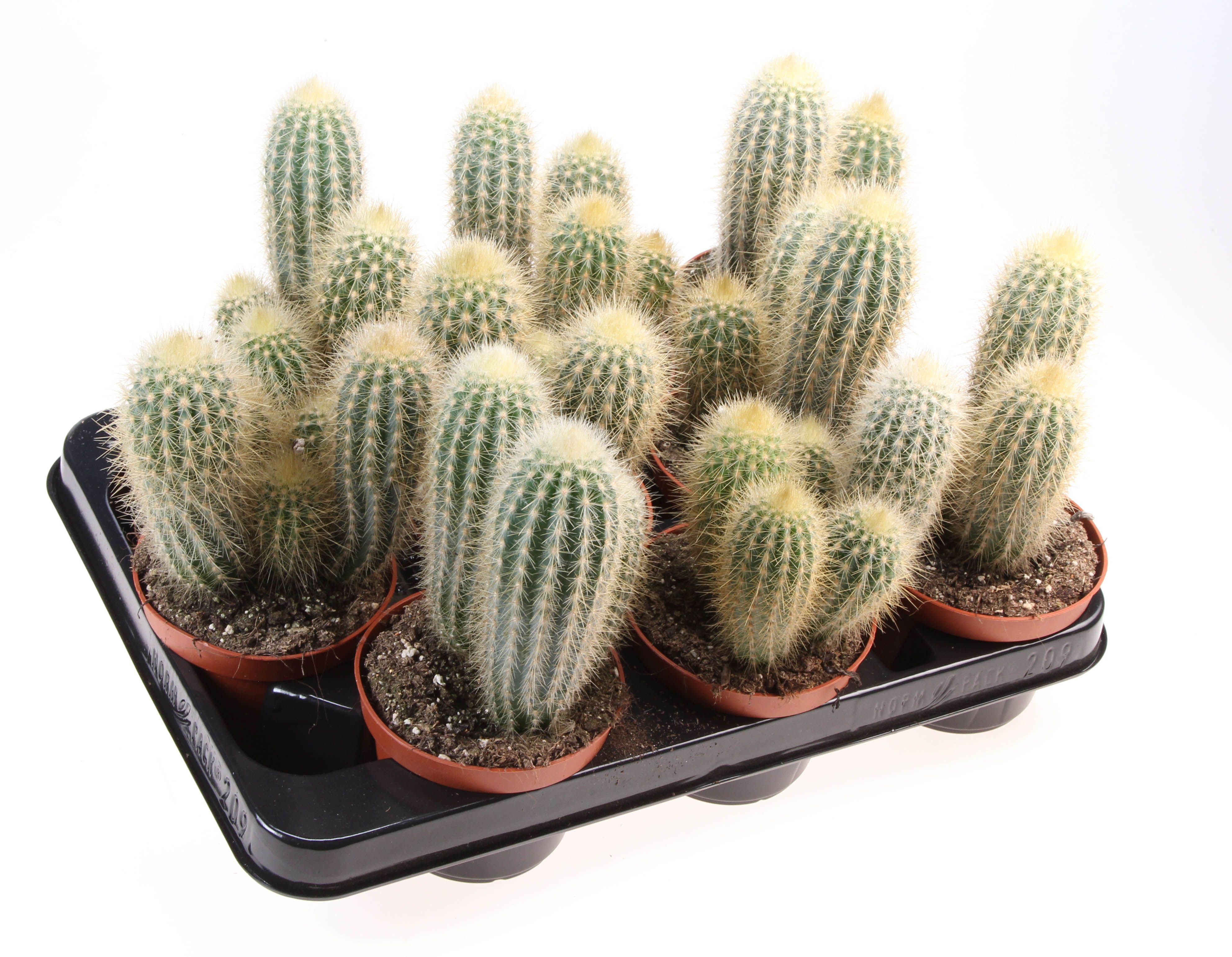 Pilosocereus crysocanthus, D 10,5
