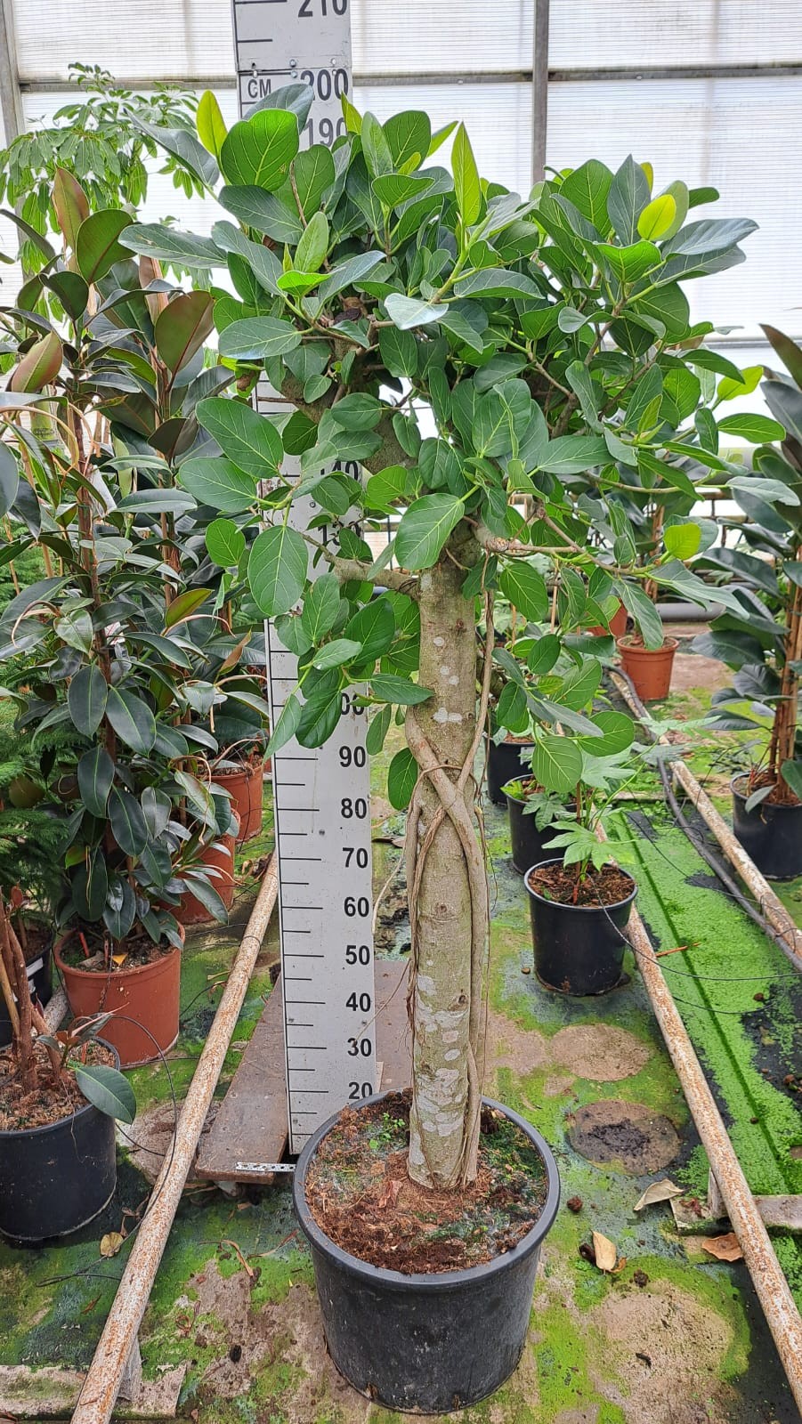 Ficus Benghalensis Audry stam XXL, D 45