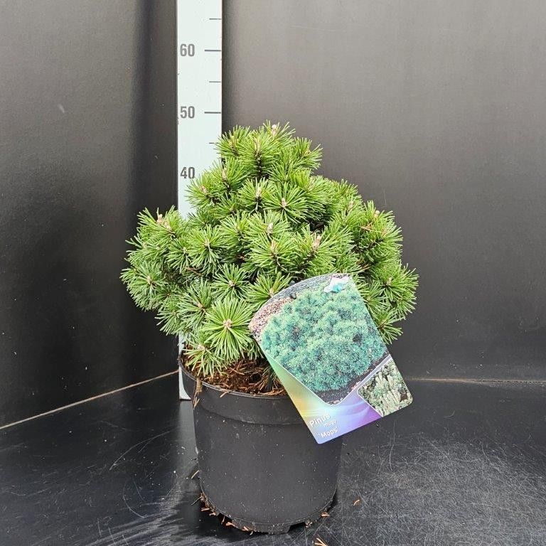 Pinus mugo Mops, D 23