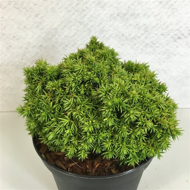 Cryptomeria j. 'Tenzan', D 19