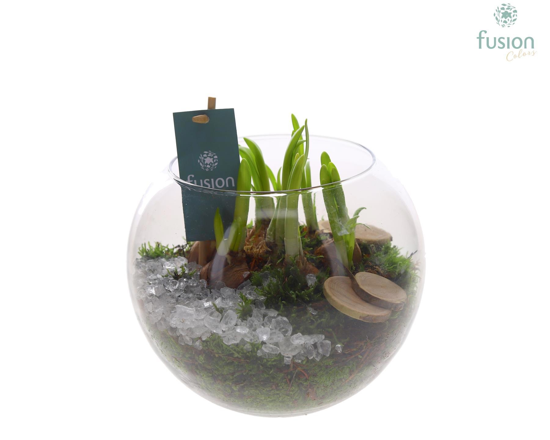 Glas Alverda Vissenkom met Narcissus, D 19