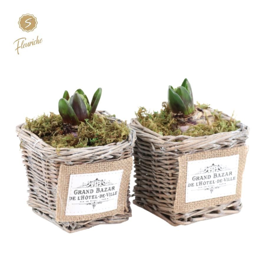 (1408) Hyacint Willow Basket Square [M] Mos, D 9