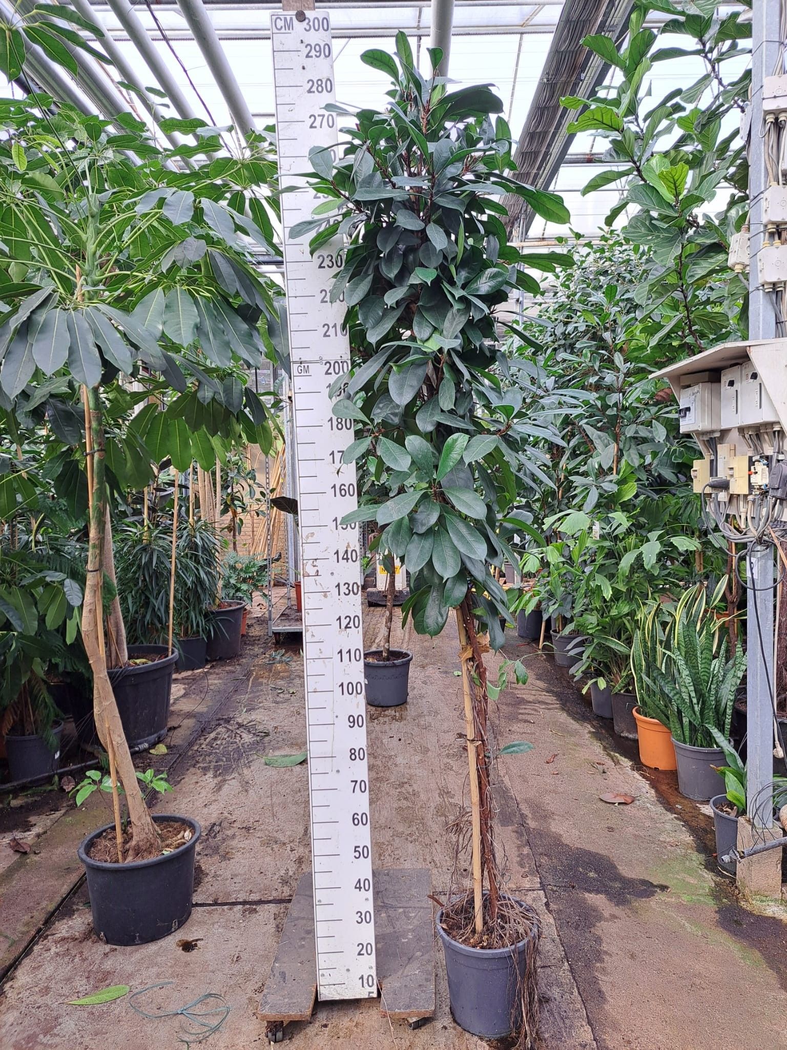 Cyathistipula gedraaide stam 250, D 30