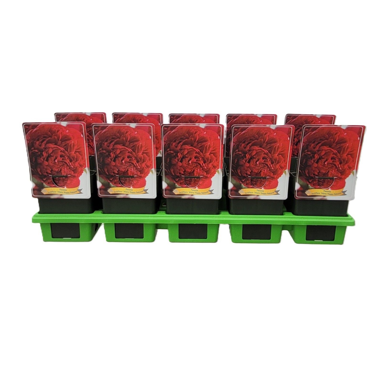 Paeonia Lactiflora 'Many Happy Returns' P11, D 11