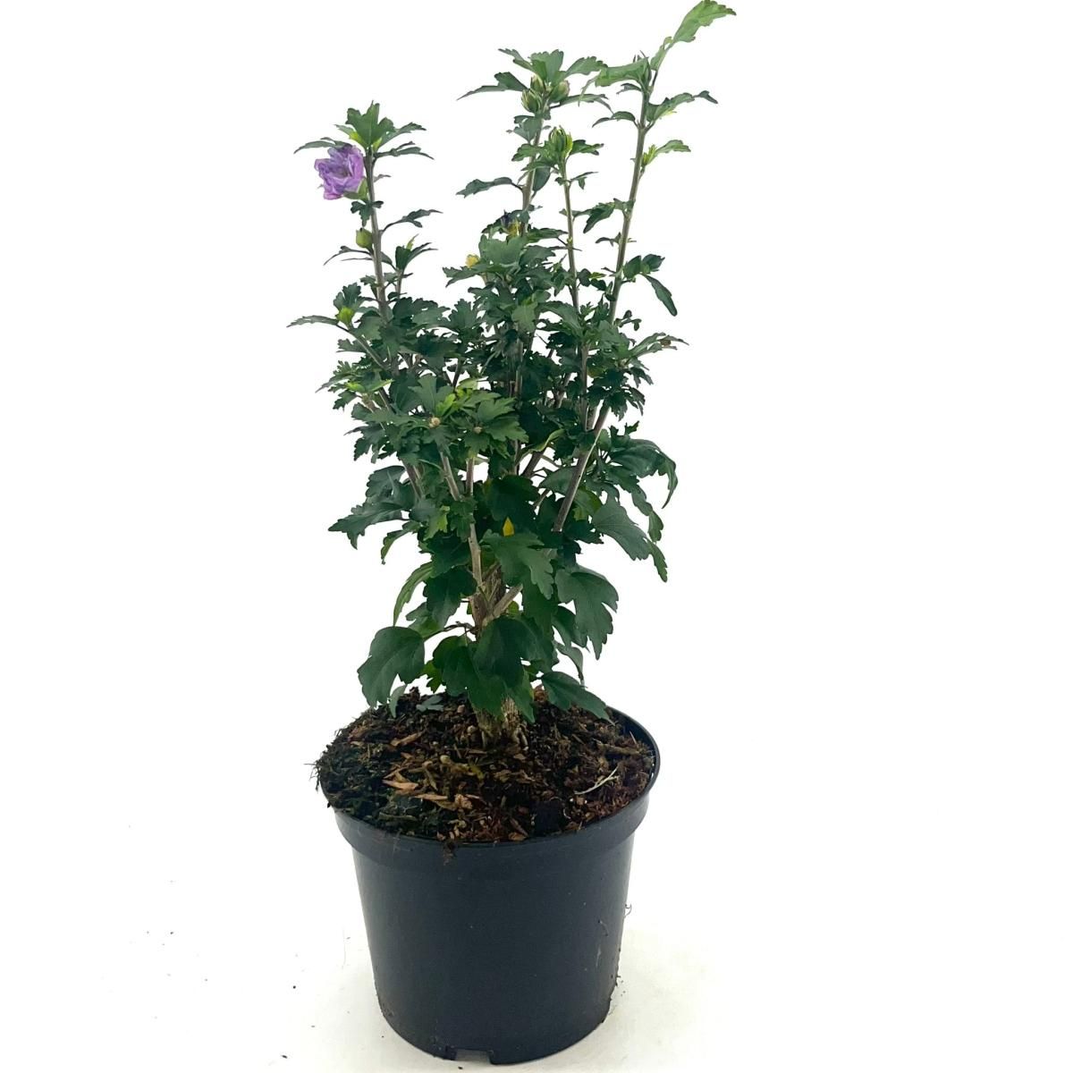 Hibiscus syr. 'Ardens', D 19