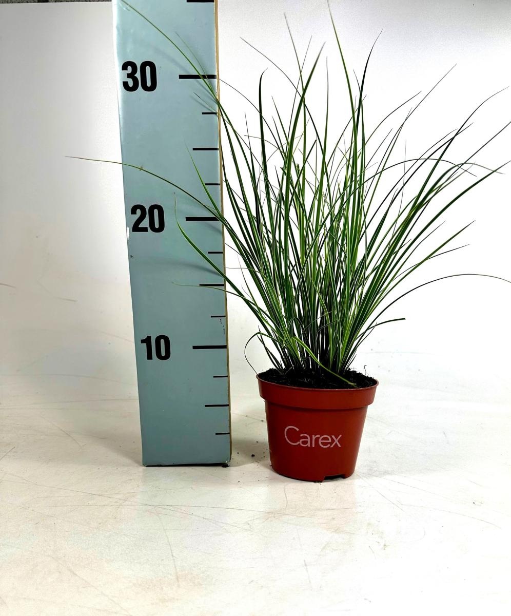 Carex brunnea 'Jubilo', D 10,5